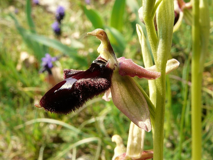 Ophrys promontorii